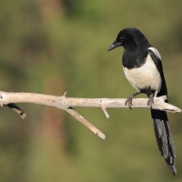 Sroka - Pica pica - Eurasian Magpie