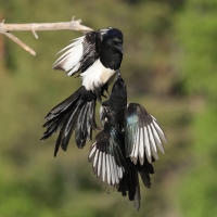 Sroka - Pica pica - Eurasian Magpie