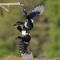 Sroka - Pica pica - Eurasian Magpie