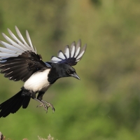 Sroka - Pica pica - Eurasian Magpie