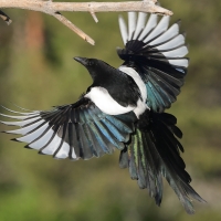Sroka - Pica pica - Eurasian Magpie