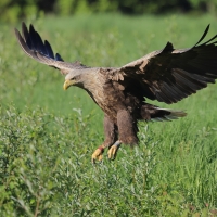 Bielik - Haliaeetus albicilla - White-tailed Sea Eagle