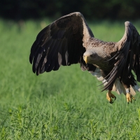 Bielik - Haliaeetus albicilla - White-tailed Sea Eagle
