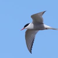 Rybitwa popielata - Sterna paradisaea - Arctic Tern