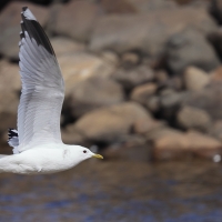 Mewa siwa - Larus canus - Mew Gull