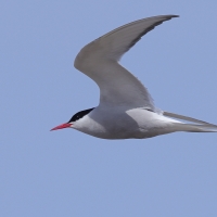 Rybitwa popielata - Sterna paradisaea - Arctic Tern