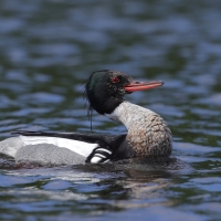 Szlachar - Mergus serrator - Red-breasted Merganser