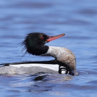 Szlachar - Mergus serrator - Red-breasted Merganser