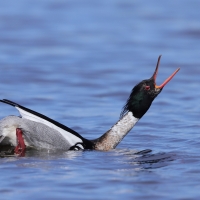 Szlachar - Mergus serrator - Red-breasted Merganser