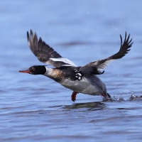 Szlachar - Mergus serrator - Red-breasted Merganser