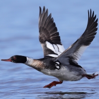 Szlachar - Mergus serrator - Red-breasted Merganser