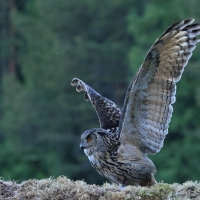 Puchacz - Eurasian Eagle-Owl