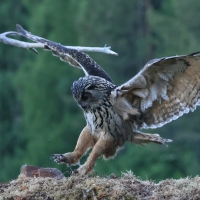 Puchacz - Eurasian Eagle-Owl