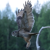 Puchacz - Eurasian Eagle-Owl