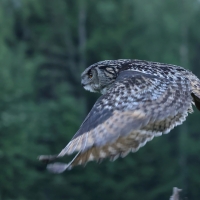 Puchacz - Eurasian Eagle-Owl