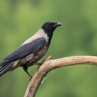 Wrona siwa - Hooded Crow
