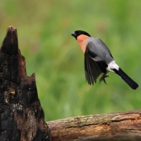 Gil - Eurasian Bullfinch