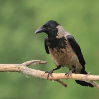 Wrona siwa - Hooded Crow