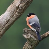 Gil - Eurasian Bullfinch