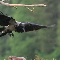 Wrona siwa - Hooded Crow
