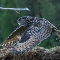 Puchacz - Eurasian Eagle-Owl