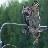 Puchacz - Eurasian Eagle-Owl