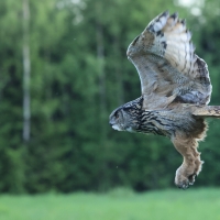 Puchacz - Eurasian Eagle-Owl
