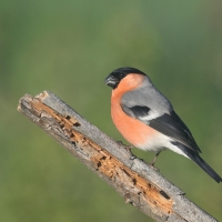 Gil - Eurasian Bullfinch