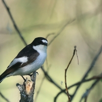 Muchołówka żałobna - Pied Flycatcher