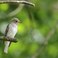 Muchołówka szara - Spotted Flycatcher