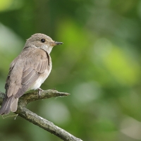 Muchołówka szara - Spotted Flycatcher