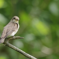 Muchołówka szara - Spotted Flycatcher
