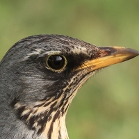 Kwiczoł - Fieldfare