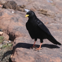 Wieszczek - Yellow-billed Chough