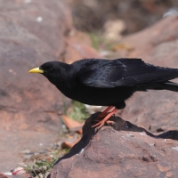 Wieszczek - Yellow-billed Chough