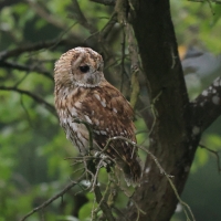 Puszczyk - Tawny Owl