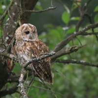 Puszczyk - Tawny Owl