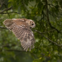 Puszczyk - Tawny Owl