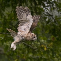Puszczyk - Tawny Owl