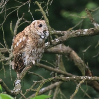 Puszczyk - Tawny Owl