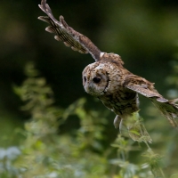 Puszczyk - Tawny Owl