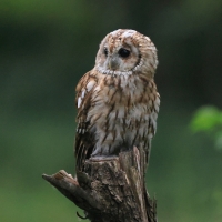 Puszczyk - Tawny Owl