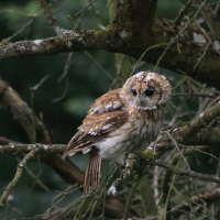 Puszczyk - Tawny Owl