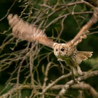 Puszczyk - Tawny Owl