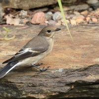 Muchołówka żałobna - Pied Flycatcher