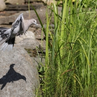 Sierpówka - Eurasian Collared Dove