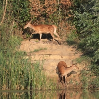 Jeleń szlachetny - Red deer