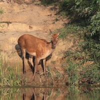 Jeleń szlachetny - Red deer