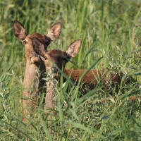 Jeleń szlachetny - Red deer