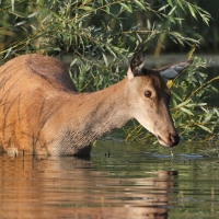 Jeleń szlachetny - Red deer